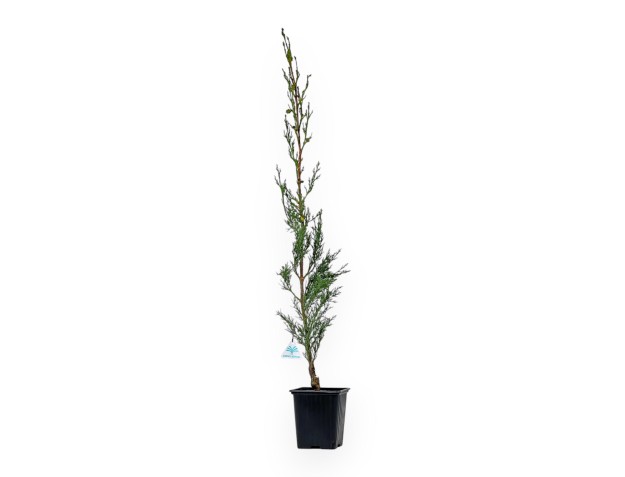 Cupressus Sempervirens Stricta - Cypress - 70 cm 2