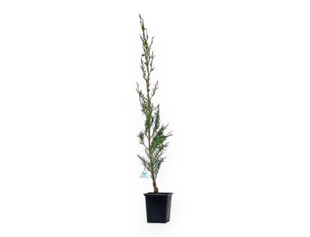 Cupressus Sempervirens Stricta - Cipresso - 70 cm