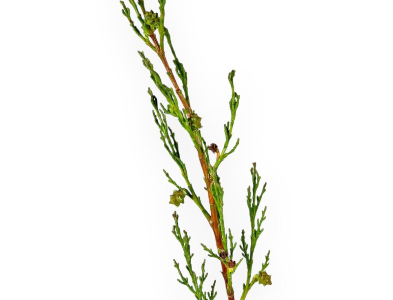 Cupressus Sempervirens Stricta - Cipresso - 70 cm