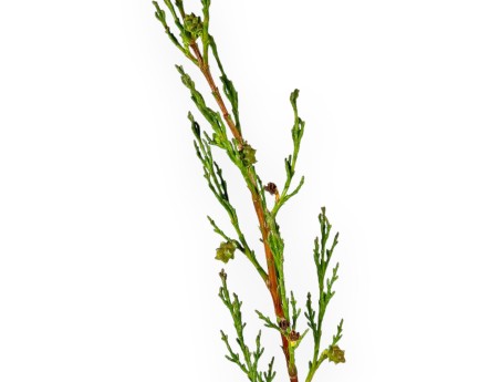 Cupressus Sempervirens Stricta - Cipresso - 70 cm