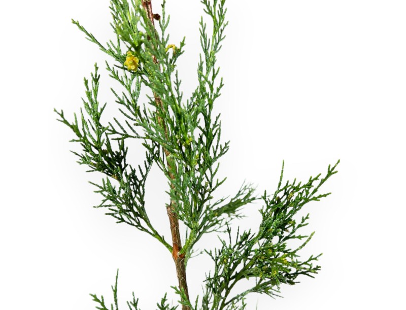 Cupressus Sempervirens Stricta - Cyprès - 70 cm