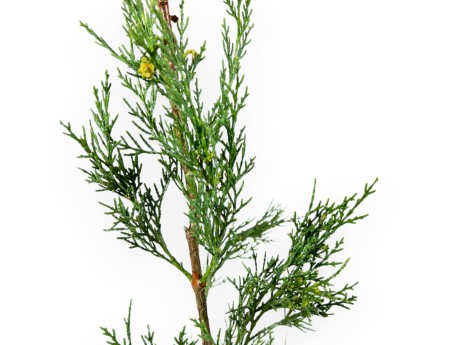 Cupressus Sempervirens Stricta - Cipresso - 70 cm