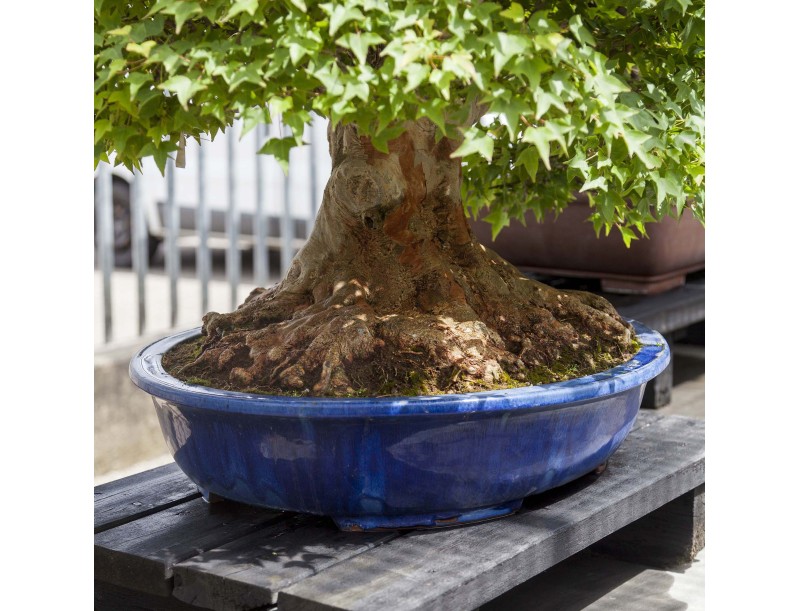 Acer Buergerianum - Arce - 114 cm