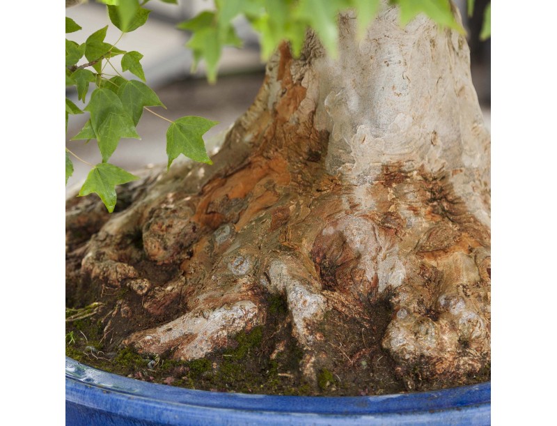 Acer Buergerianum - Érable - 114 cm