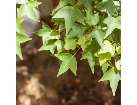 Acer Buergerianum - Esdoorn - 114 cm