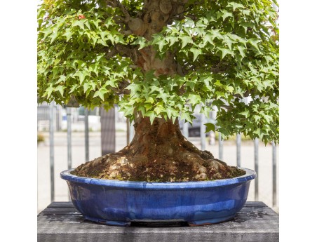 Acer Buergerianum - Arce - 114 cm
