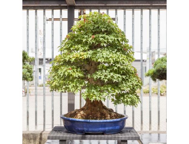 Acer Buergerianum - Esdoorn - 114 cm