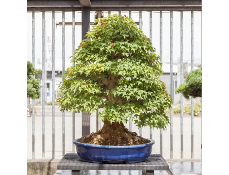 Acer Buergerianum - Arce - 114 cm