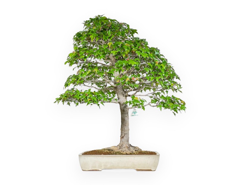 Acer Buergerianum - Acero - 84 cm