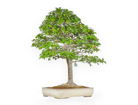 Acer Buergerianum - Érable - 84 cm
