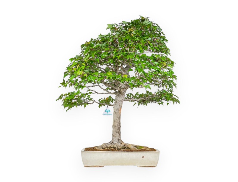 Acer Buergerianum - 84 cm