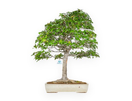 Acer Buergerianum - Maple - 84 cm