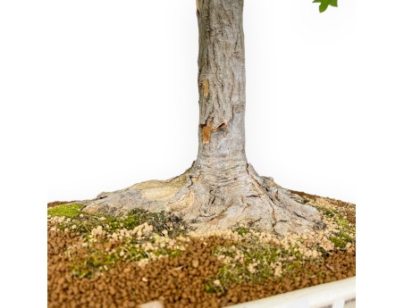Acer Buergerianum - 84 cm
