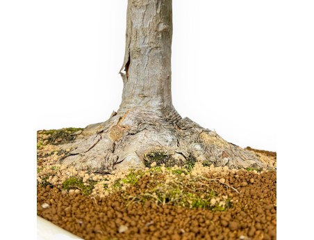 Acer Buergerianum - Acero - 84 cm