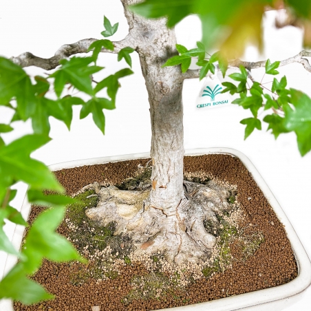 Acer Buergerianum - Érable - 84 cm