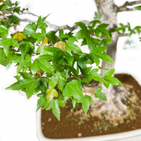 Acer Buergerianum - 84 cm