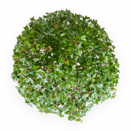 Acer Buergerianum - 84 cm