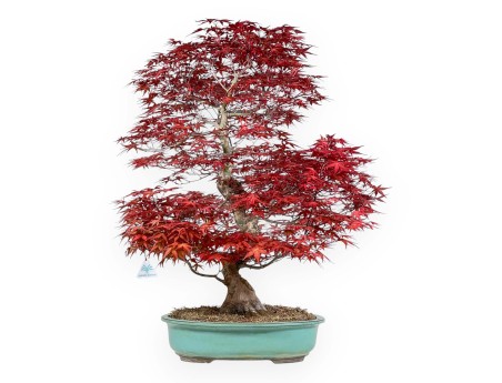 Acer palmatum deshojo - Acero - 69 cm
