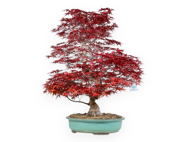 Acer palmatum deshojo - 69 cm 2