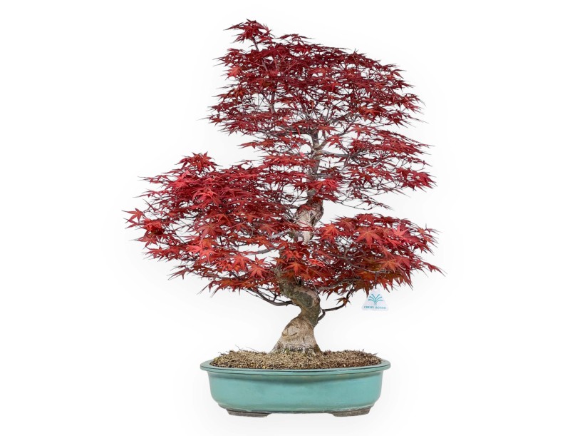 Acer palmatum deshojo - Érable - 69 cm