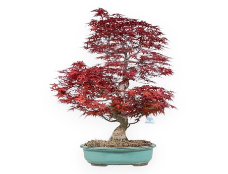 Acer palmatum deshojo - 69 cm
