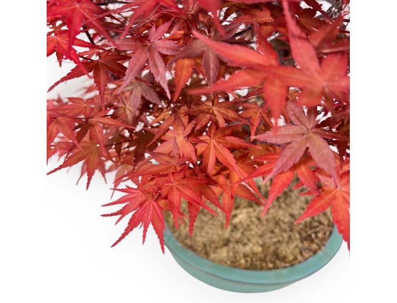 Acer palmatum deshojo - 69 cm
