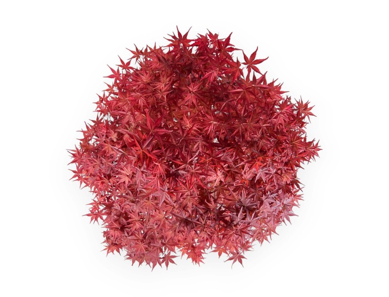 Acer palmatum deshojo - Acero - 69 cm