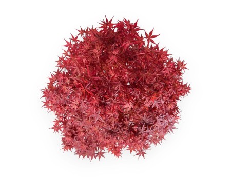 Acer palmatum deshojo - 69 cm