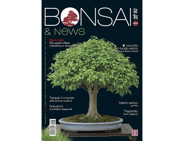 BONSAI & news 203 di maggio-giugno 2024