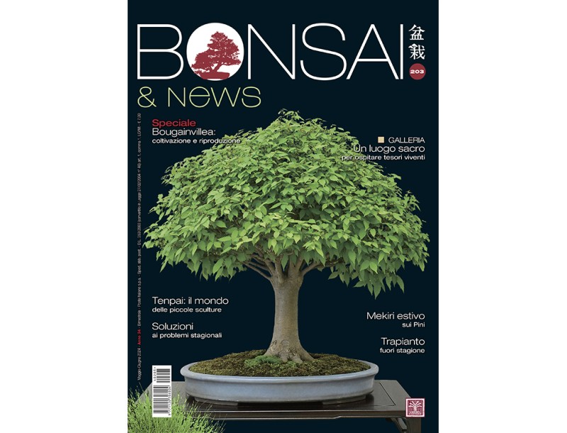 BONSAI & news 203 di maggio-giugno 2024