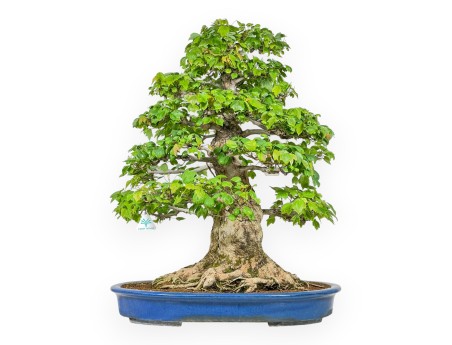 Acer Buergerianum - 76 cm