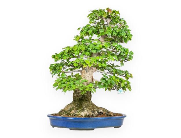 Acer Buergerianum - Acero - 76 cm 2