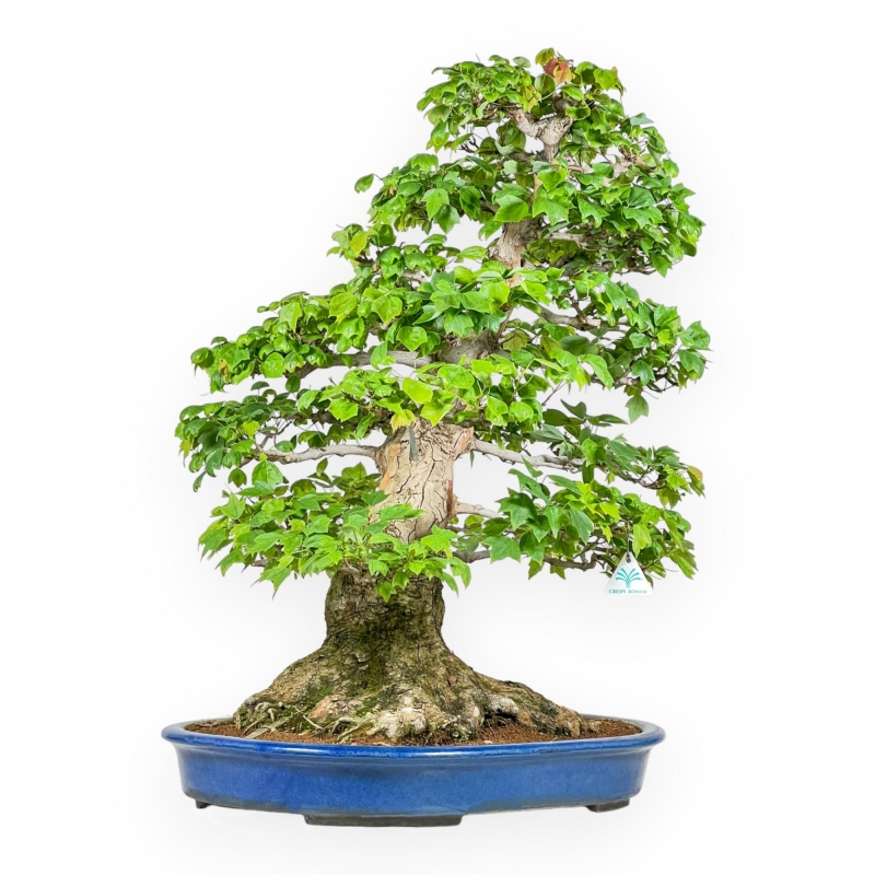 Acer Buergerianum - Érable - 76 cm