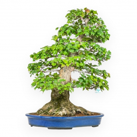 Acer Buergerianum - Acero - 76 cm