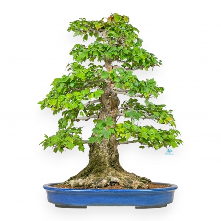 Acer Buergerianum - Érable - 76 cm