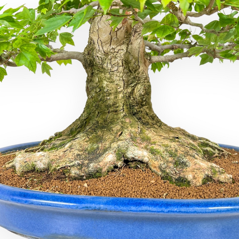 Acer Buergerianum - 76 cm