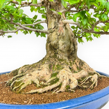 Acer Buergerianum - Maple - 76 cm