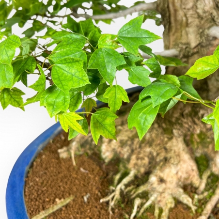 Acer Buergerianum - 76 cm