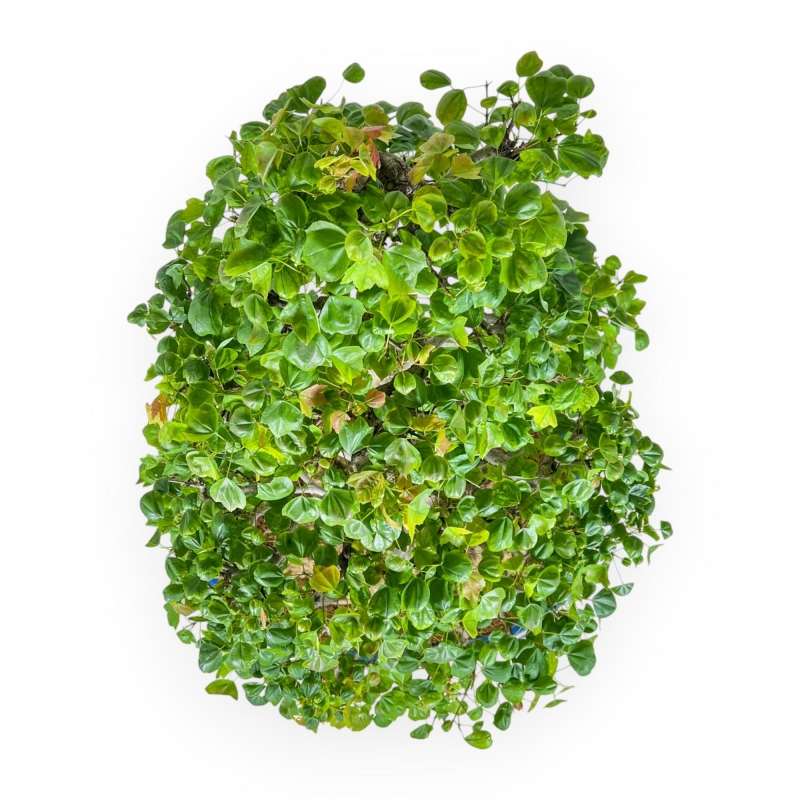 Acer Buergerianum - Érable - 76 cm