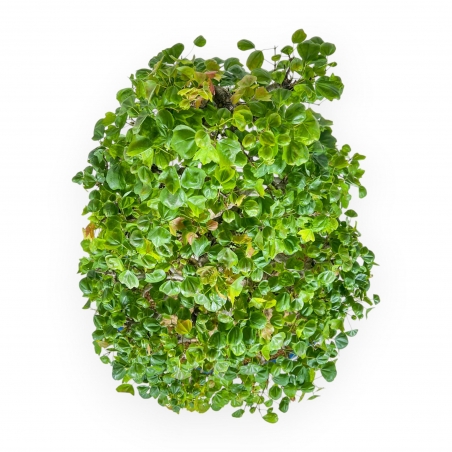 Acer Buergerianum - 76 cm