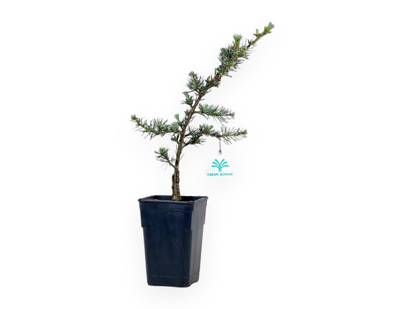 Cedrus Atlantica Glauca - Cedar - 39 cm