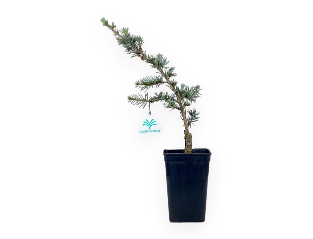 Cedrus Atlantica Glauca - Cedro - 39 cm