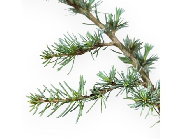 Cedrus Atlantica Glauca - Cedro - 39 cm 2