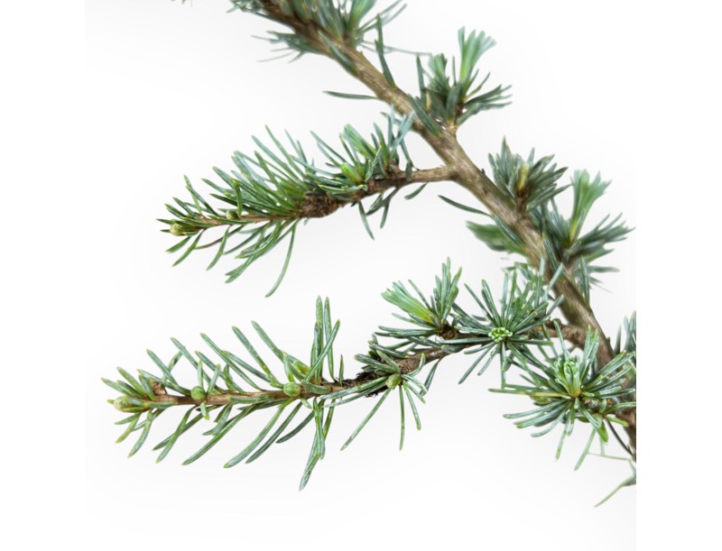 Cedrus Atlantica Glauca - Cedar - 39 cm