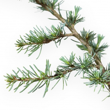 Cedrus Atlantica Glauca - Cèdre - 39 cm