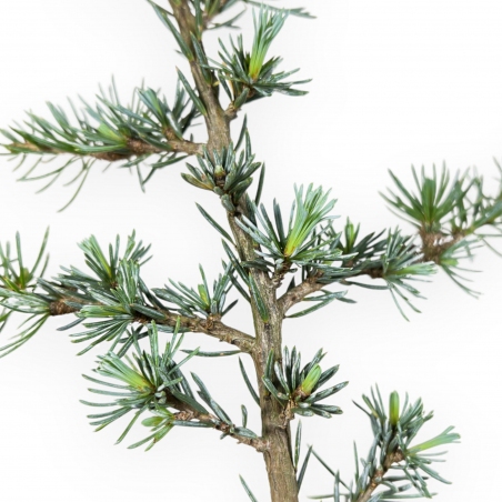 Cedrus Atlantica Glauca - Cedro - 39 cm
