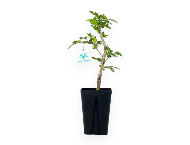 Crataegus Laevigata Paul's Scarlet - 36 cm