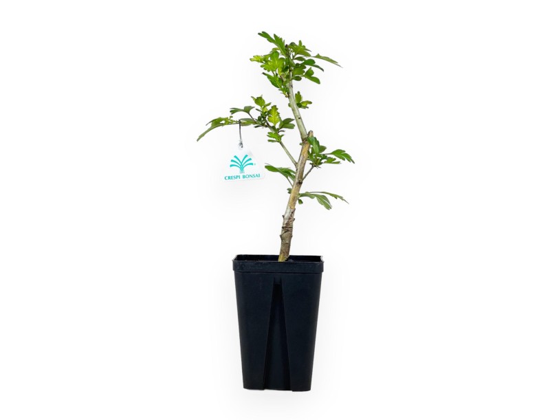 Crataegus Laevigata Paul's Scarlet - 36 cm