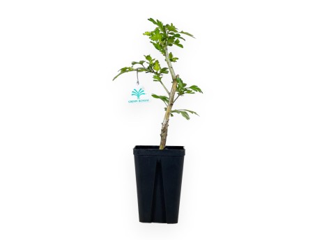 Crataegus Laevigata Paul's Scarlet - 36 cm
