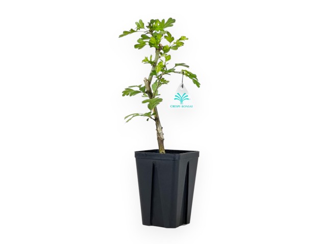 Crataegus Laevigata Paul's Scarlet - 36 cm 2